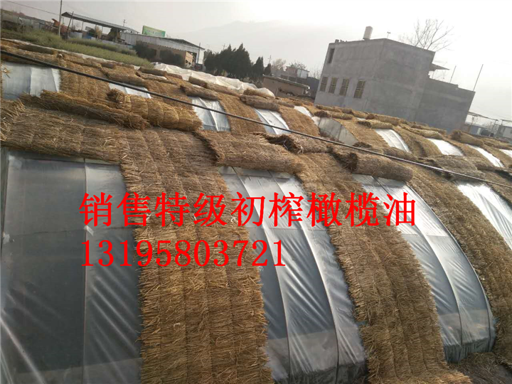 甘肃油橄榄树苗