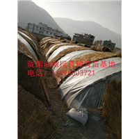 陇南油橄榄良种育苗基地 13195803721