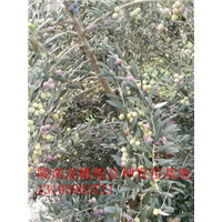 重庆油橄榄树苗 