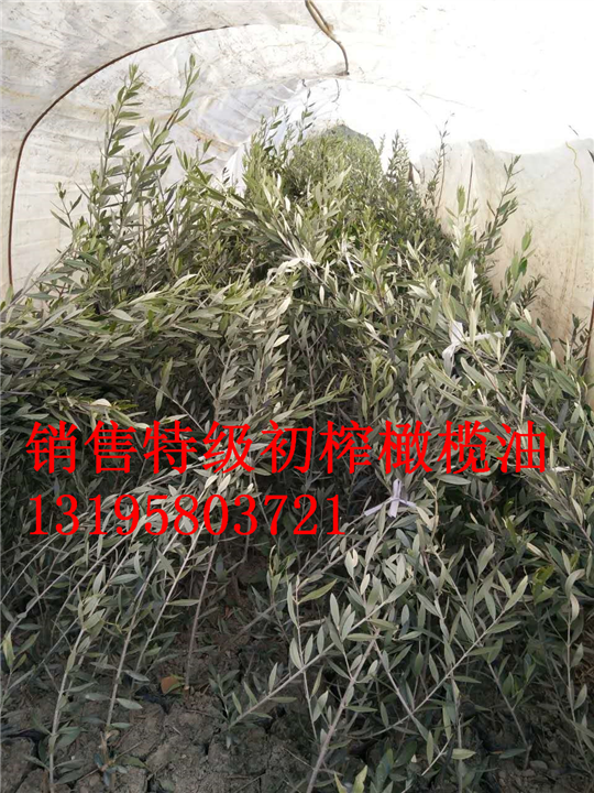 甘肃特级初榨橄榄油