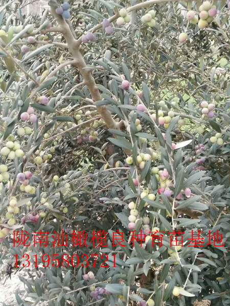 重庆油橄榄树苗 