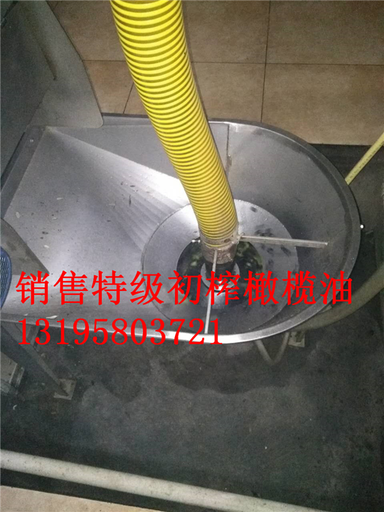油橄榄一年苗