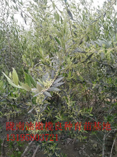 重庆油橄榄树苗 