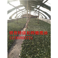 油橄榄树苗销售