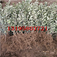 裸根苗（专业打包成活率95%）