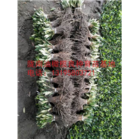 陇南油橄榄良种育苗基地 13195803721