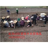 重庆油橄榄树苗 