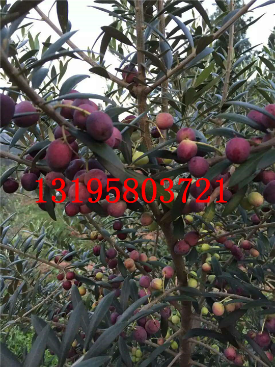 油橄榄树批发#油橄榄树价格