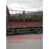 重庆油橄榄树苗 