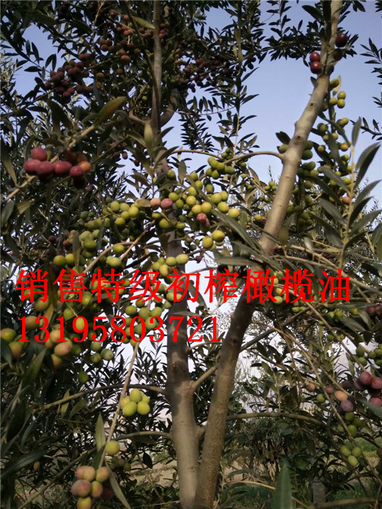 ，两水油橄榄，