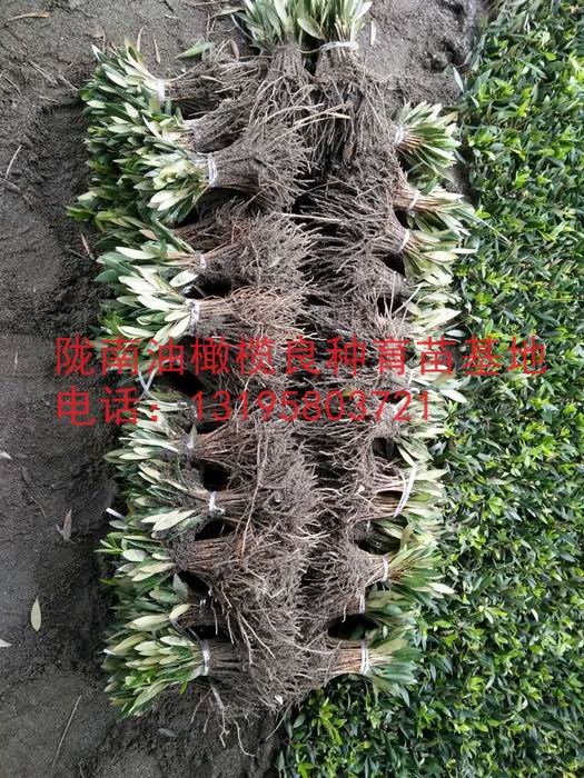 陇南油橄榄良种育苗基地 13195803721