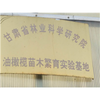 甘肃陇南油橄榄良种 