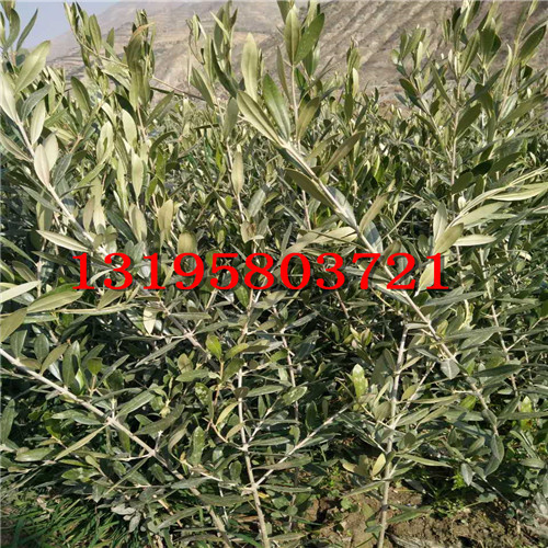 陇南油橄榄新品种（阿尔波莎娜三年树） 