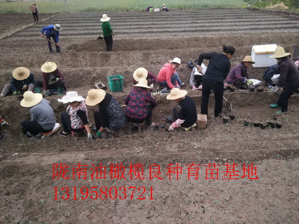 重庆油橄榄树苗 