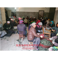 重庆油橄榄树苗 