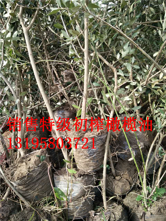 油橄榄两年苗