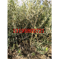 油橄榄树批发#油橄榄树价格