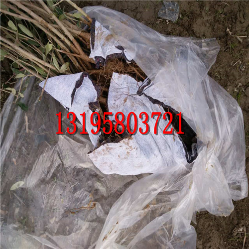 裸根苗（专业打包成活率95%）