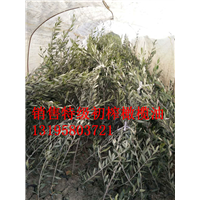 甘肃特级初榨橄榄油