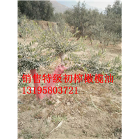 油橄榄大小苗木