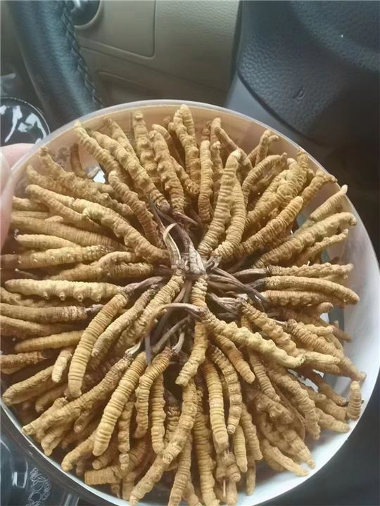 杭州冬虫夏草回收