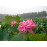 哪里有荷花苗卖@东北荷花苗@东北荷花苗种植基地 