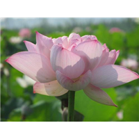 黑龙江耐寒荷花苗