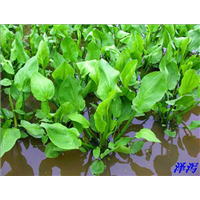 吉林泽泻苗/吉林泽泻种苗/吉林泽泻批发 