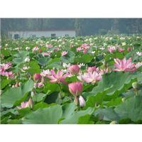 荷花种苗