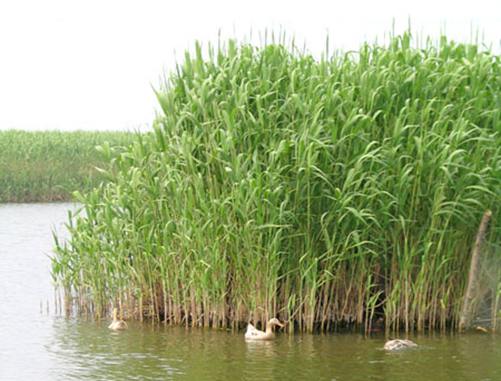 吉林芦苇苗、吉林芦苇苗供应商、吉林芦苇苗种植基地 