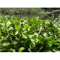 辽宁泽泻种苗/出售泽泻种苗/辽宁鞍山泽泻水生植物基地 