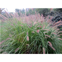 狼尾草