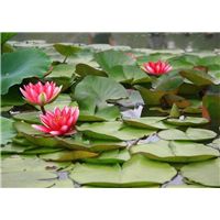 东北水生花卉|东北睡莲种苗|睡莲种苗供应商 