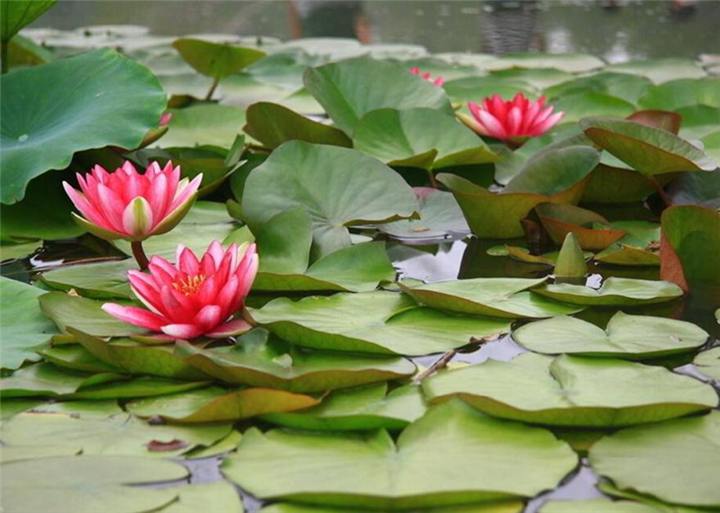 东北水生花卉|东北睡莲种苗|睡莲种苗供应商 