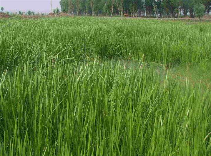 辽宁出售菖蒲、辽宁菖蒲种苗供应、辽宁菖蒲水生花卉植物 
