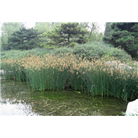 辽宁水葱|辽宁水葱种苗|辽宁水葱种苗哪家好 