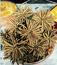 成都虫草回收-藏草产新接近尾声　产量大减价格上扬 