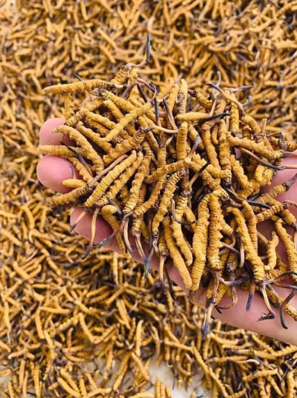 金牛区虫草回收，金牛区回收虫草，金牛区冬虫夏草回收，