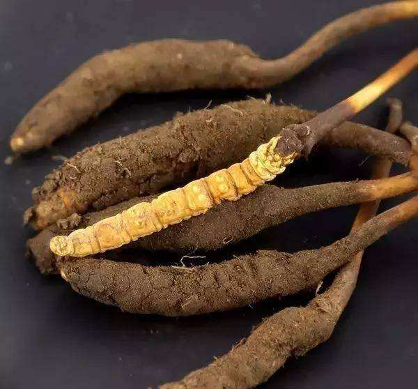 成都虫草回收电话 