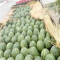 内蒙古西瓜种植基地批发价格