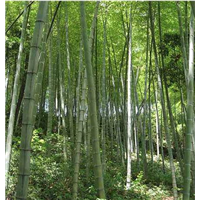 四川楠竹批发
