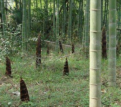 四川楠竹批发