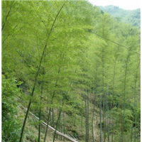 四川楠竹批发