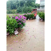 四川宜宾三角梅