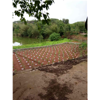 四川宜宾三角梅育苗基地 