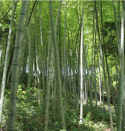 四川楠竹批发