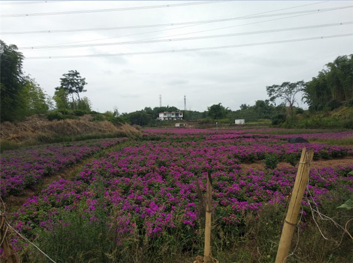 四川三角梅 