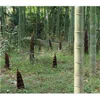 四川楠竹批发