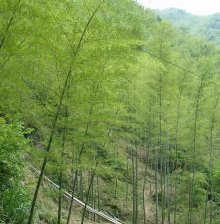 四川楠竹批发