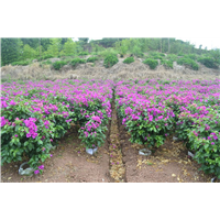 四川宜宾三角梅育苗基地 